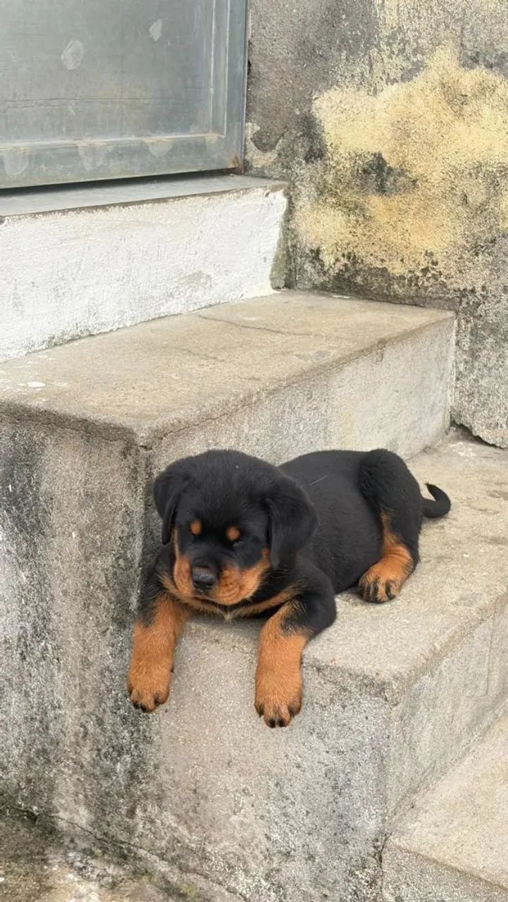 Rottweiler Macho e Femea - Foto 4