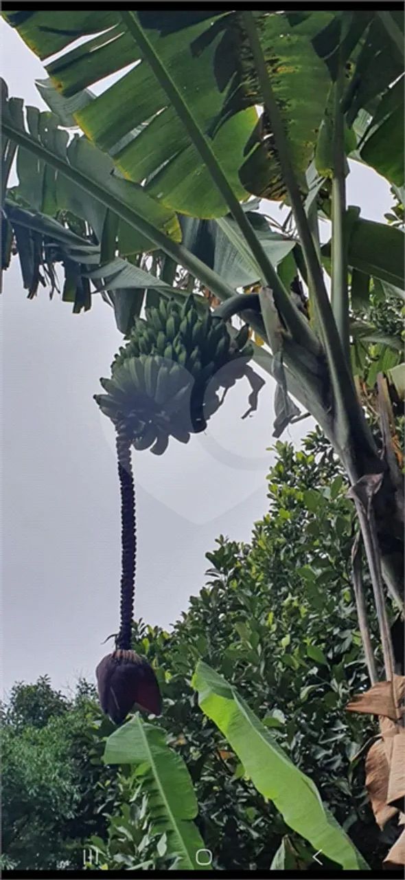 Terreno à venda em Prainha - SP - Foto 3