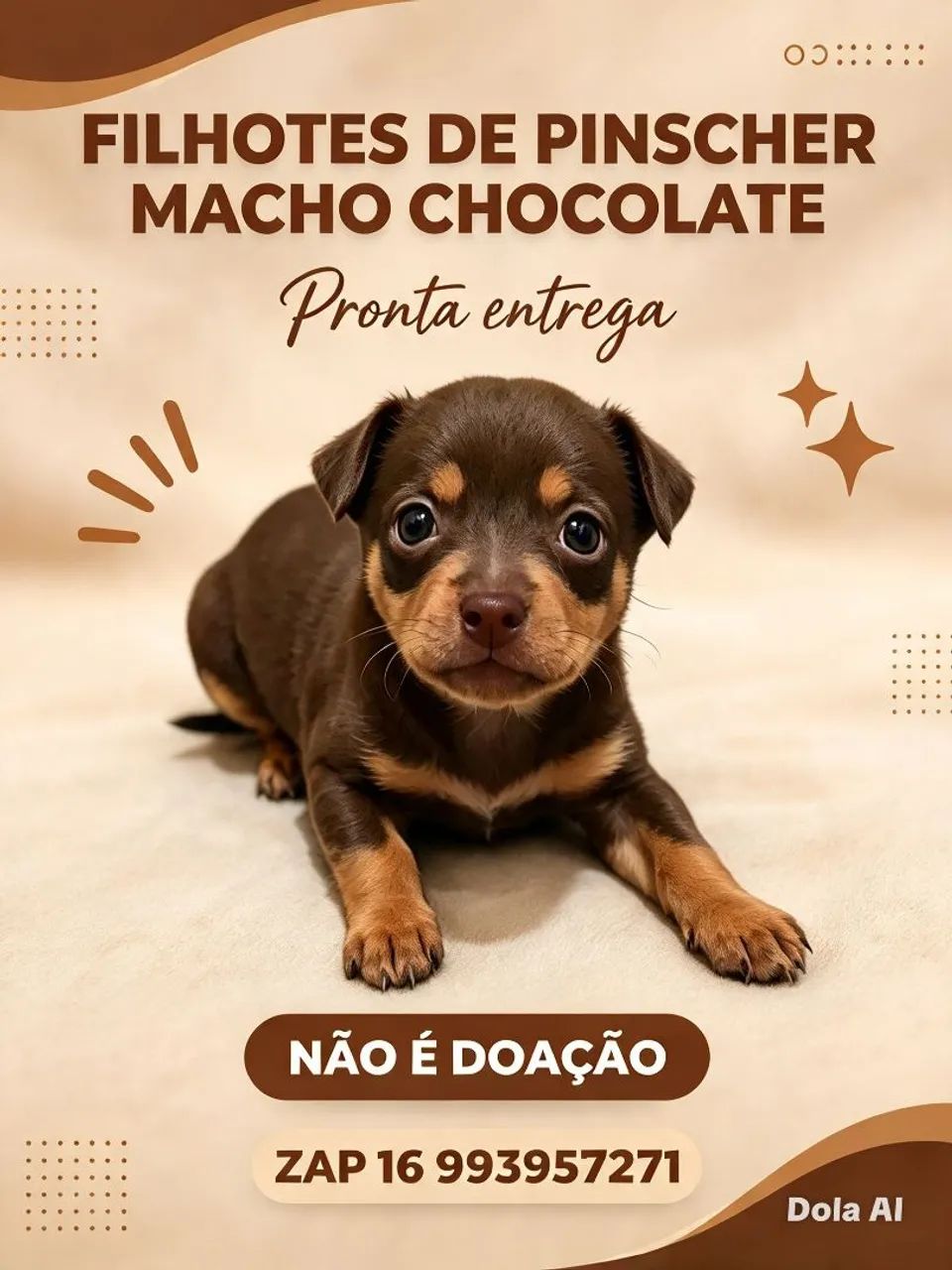 Pinscher chocolate 