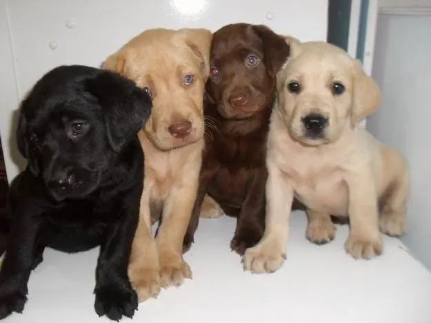 Labrador casal disponível 