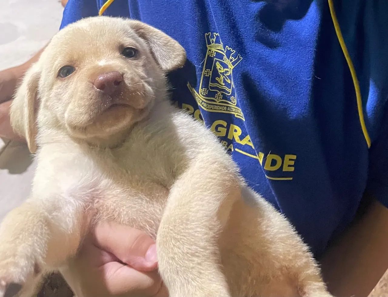 Labrador  - Foto 4