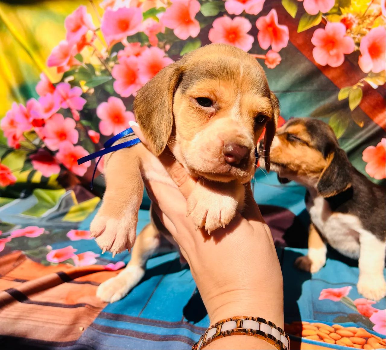 Beagle Fêmea tricolor mini 13 polegadas  - Foto 3