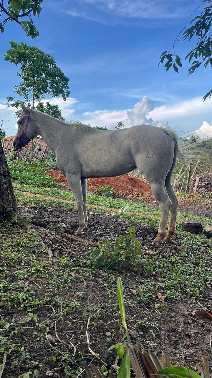 Égua  - Foto 4