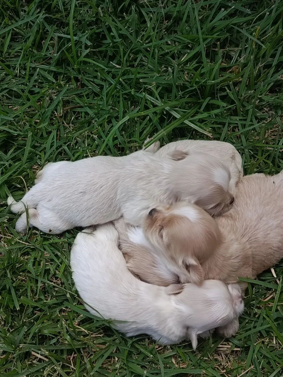 Filhotes disponível  - Foto 2