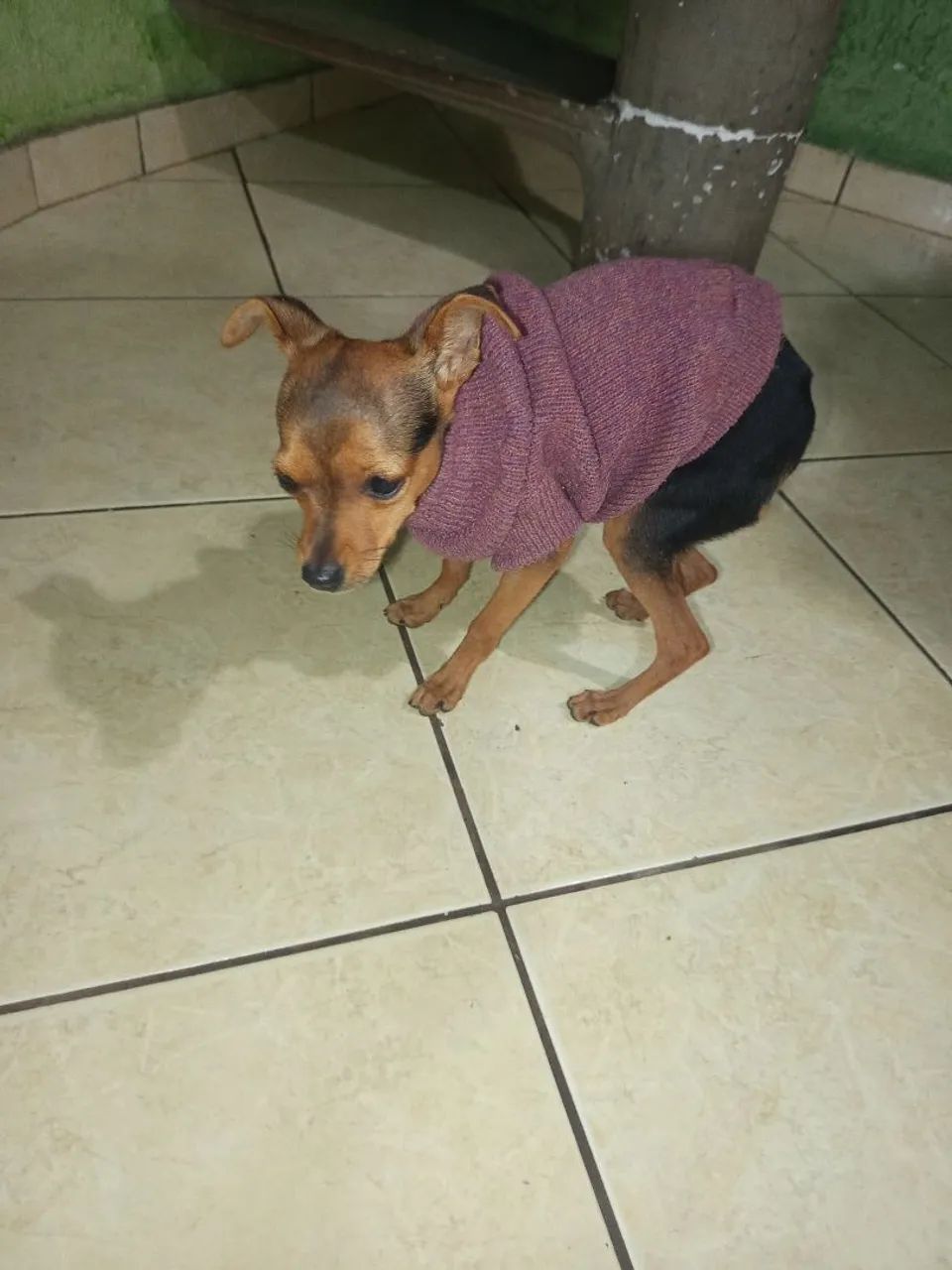 Cachorro Pinscher - Foto 4