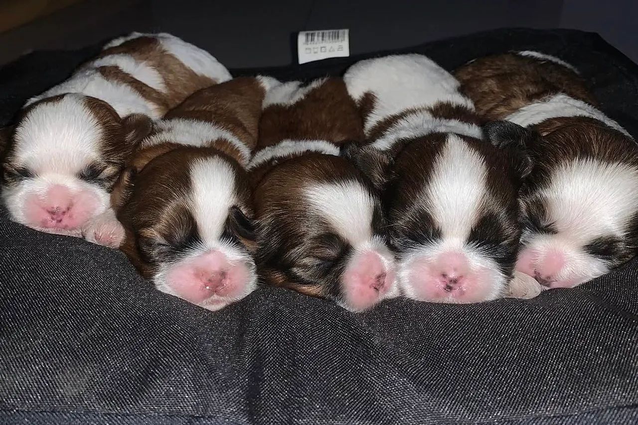 Filhotes de shihtzu - Foto 2