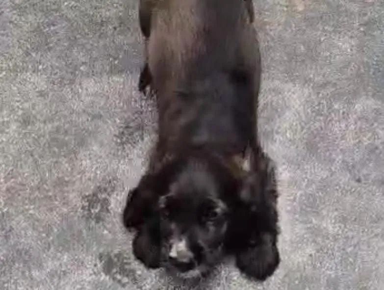 Lindo filhote de Cocker spaniel  - Foto 2