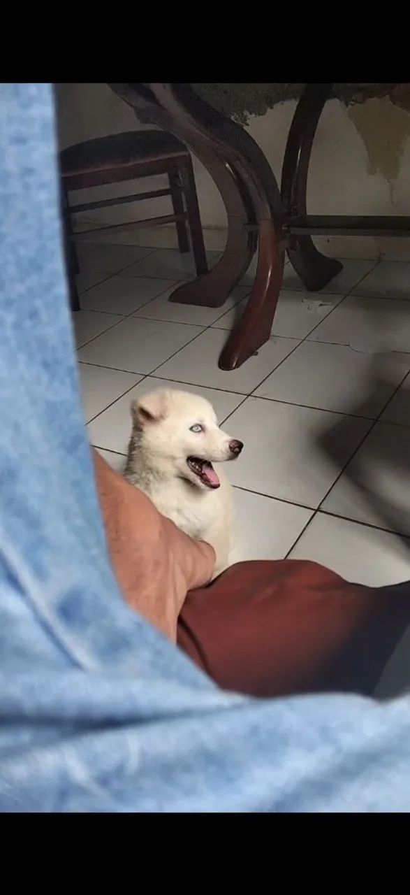 Husky siberiano  - Foto 4