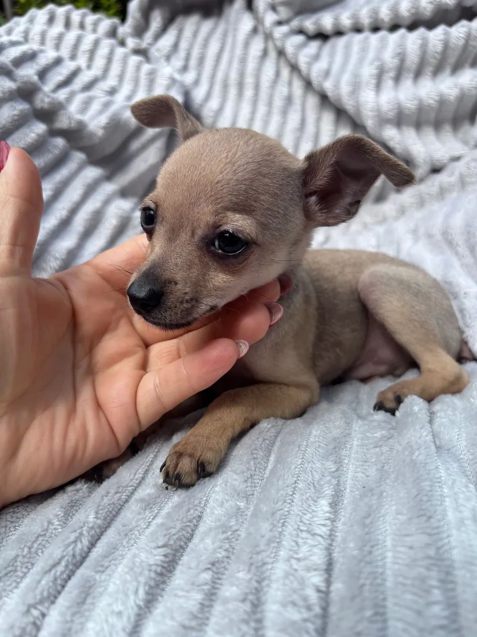 Pinscher machinho - Foto 3