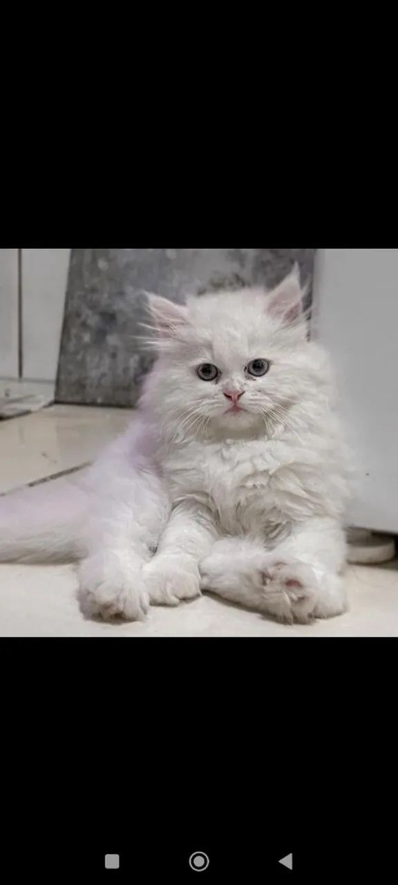 Gatos Persas de $2.300 por $1.999 - Foto 2