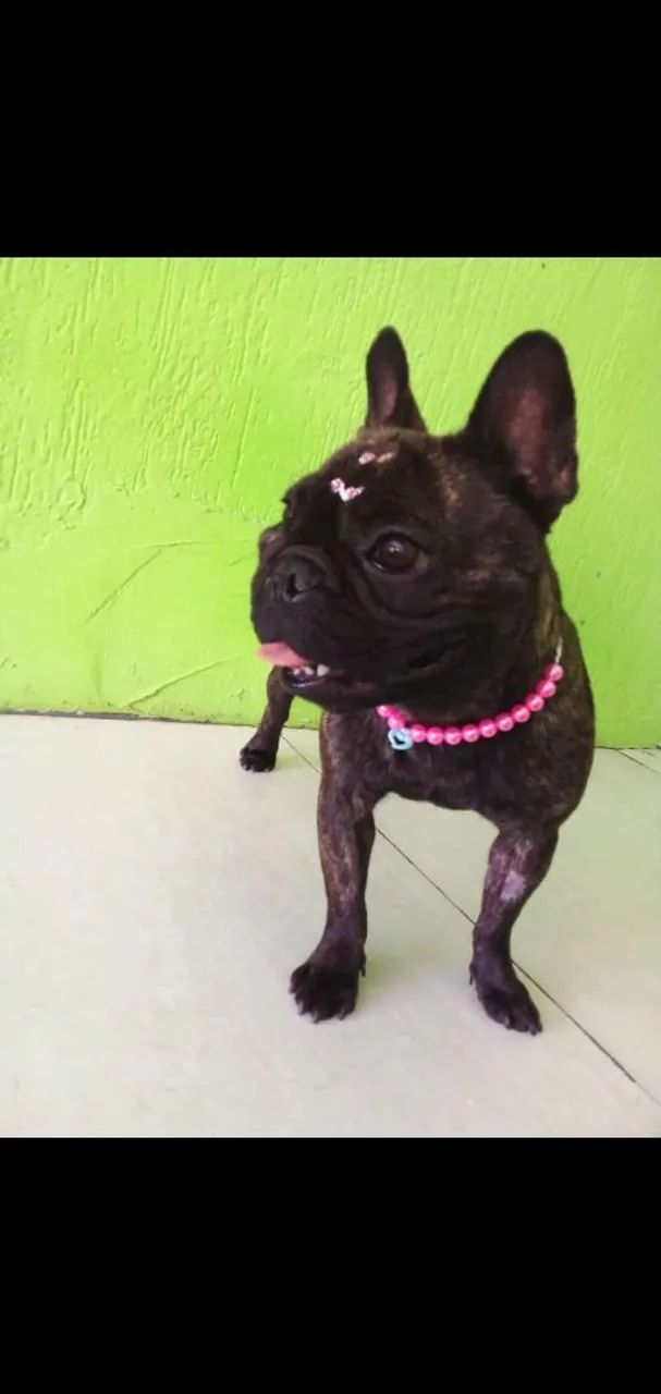 Buldogue francês  - Foto 3