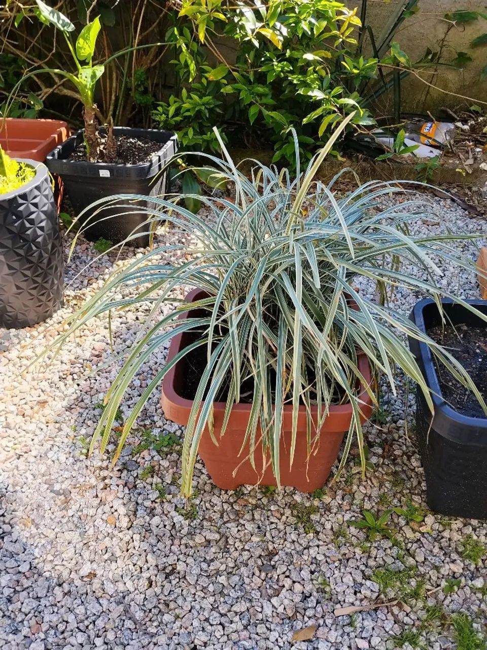 Daniella variegata - Foto 2