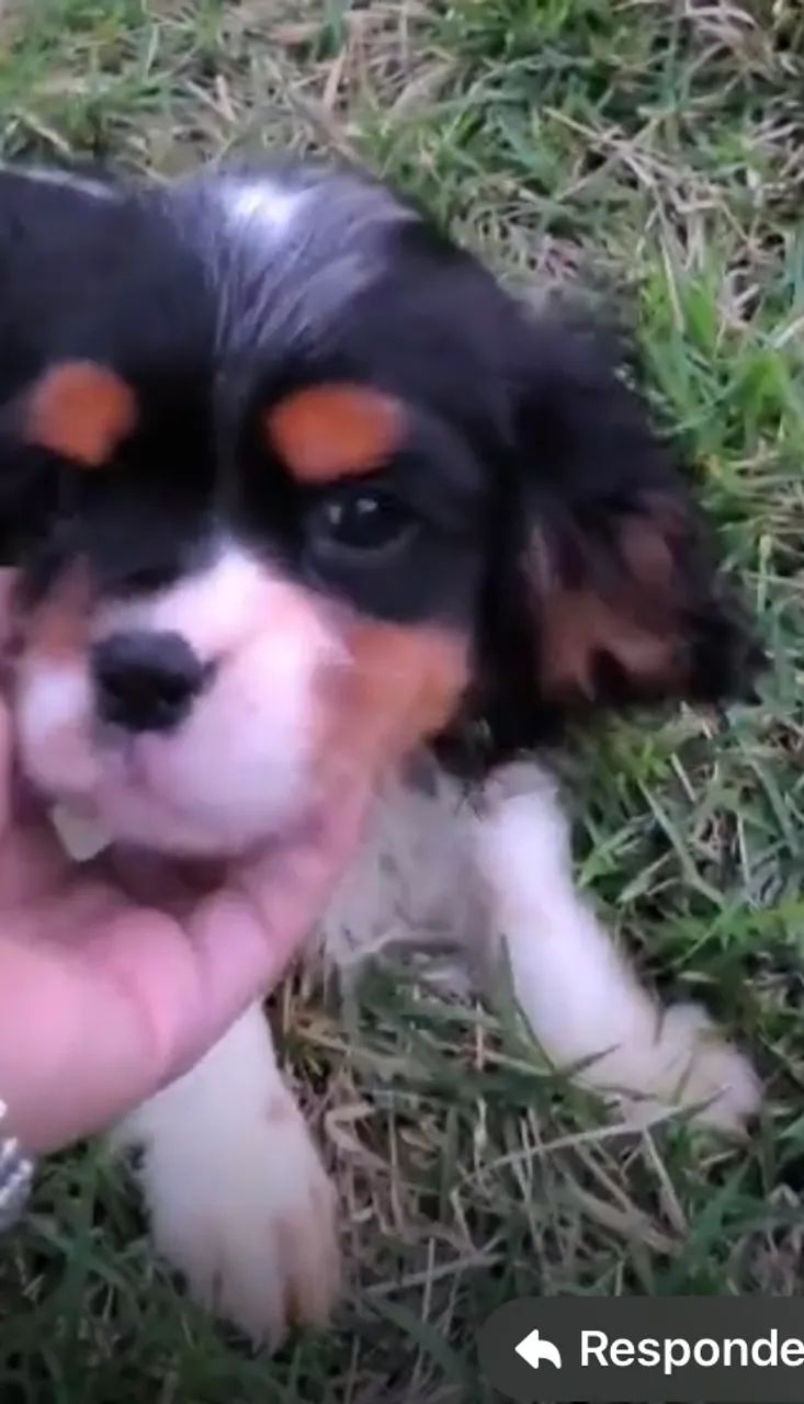 Cavalier King Spaniel 