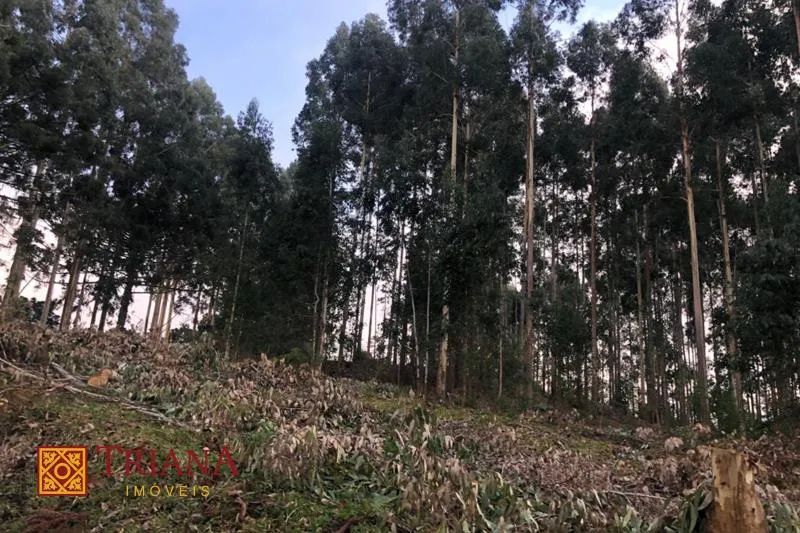 TERRENO DE 12 HECTARES COM FÁCIL ACESSO - Foto 2