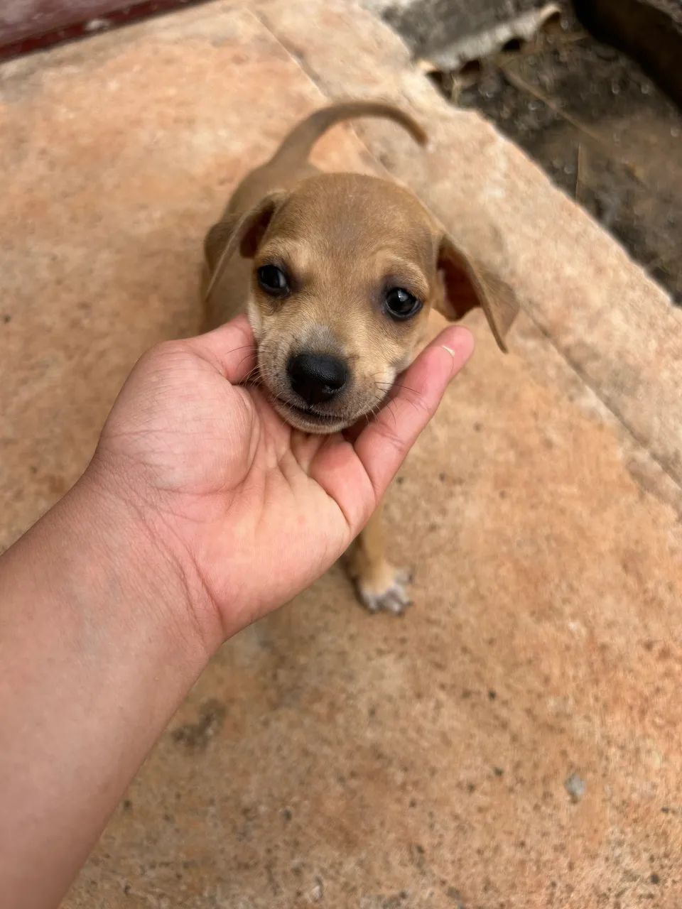Doação de cachorro - Foto 4