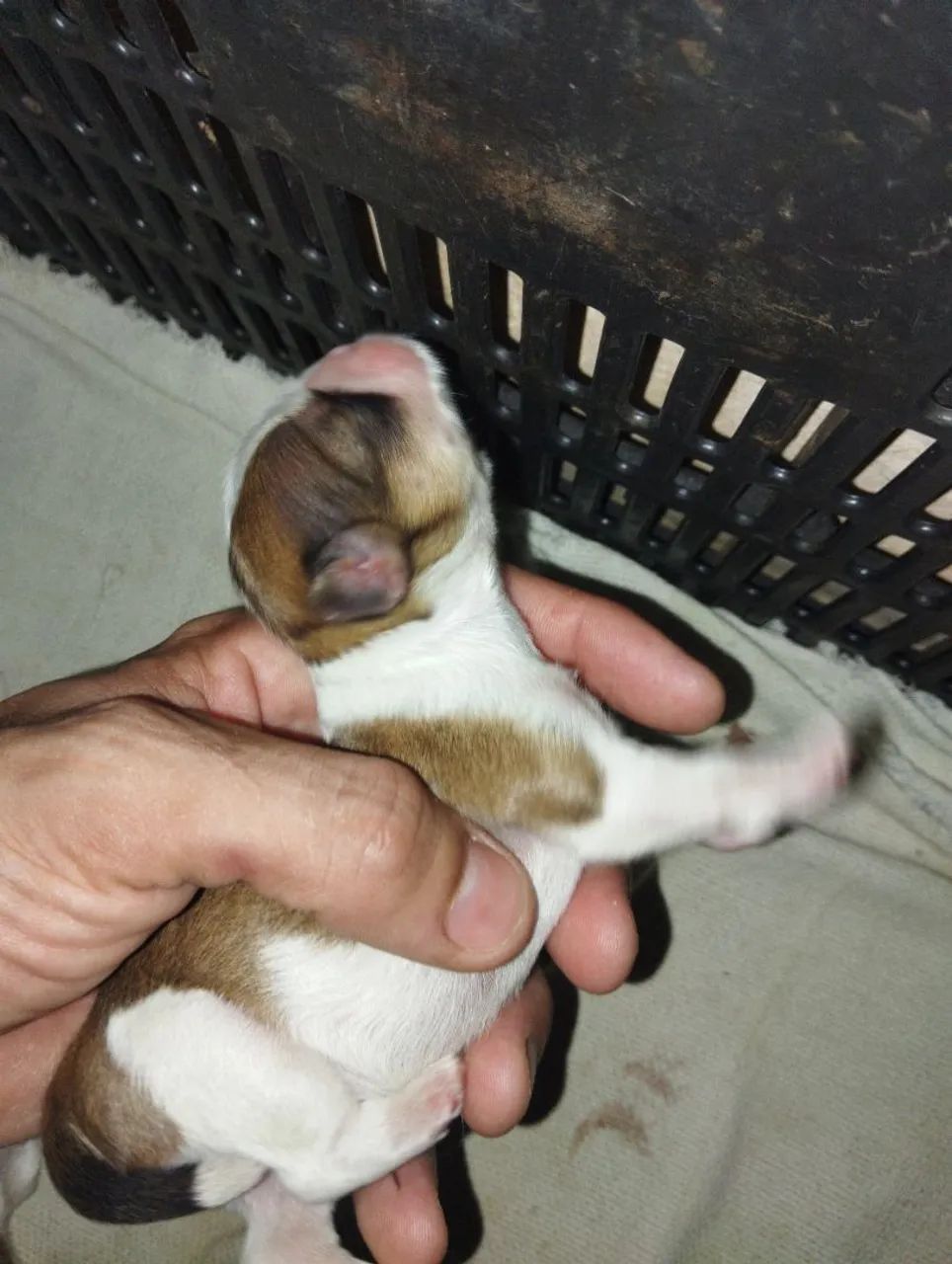 Filhotes de Shitzu Para reserva  - Foto 3