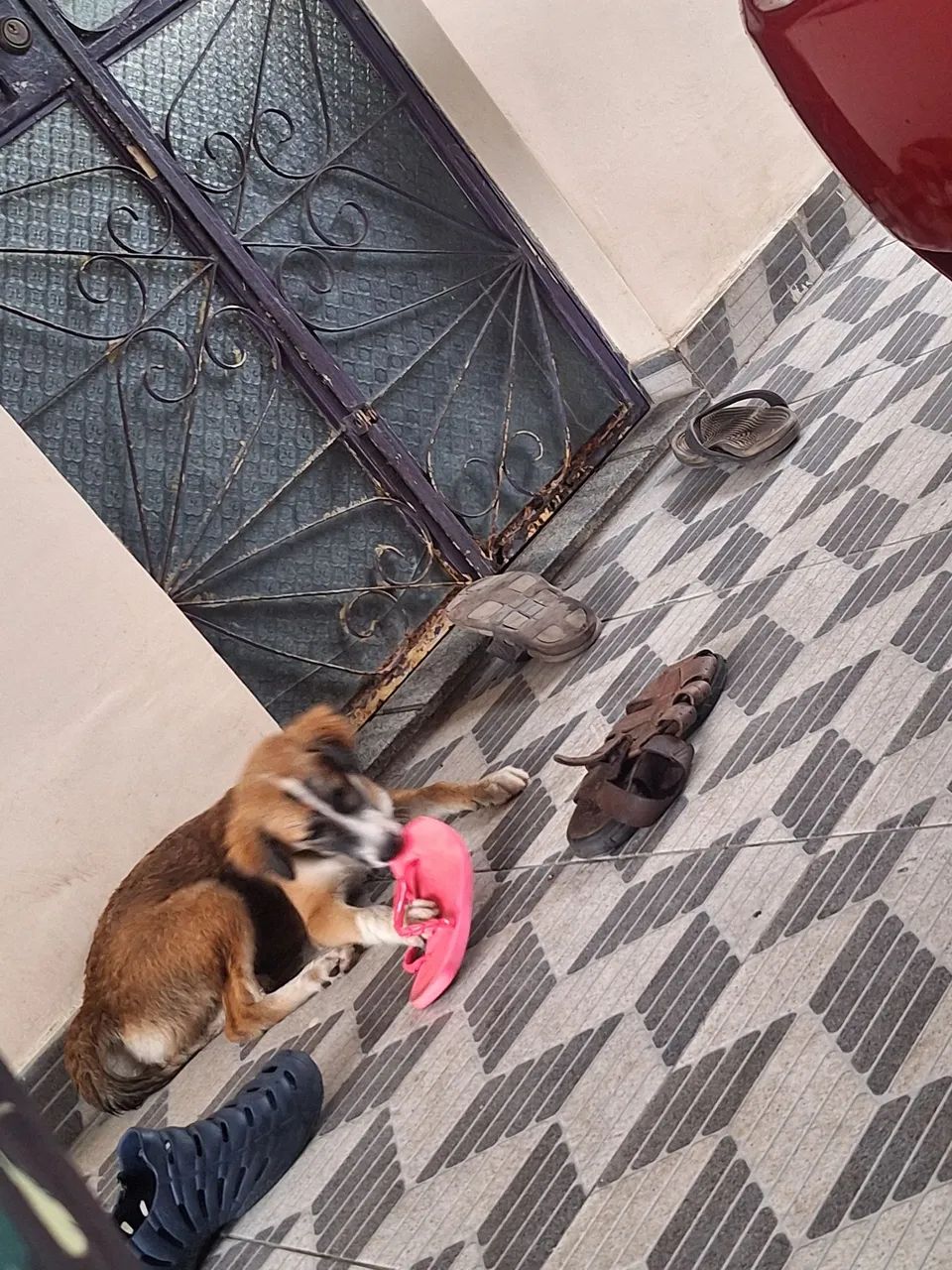 Doação de cachorra - Foto 2