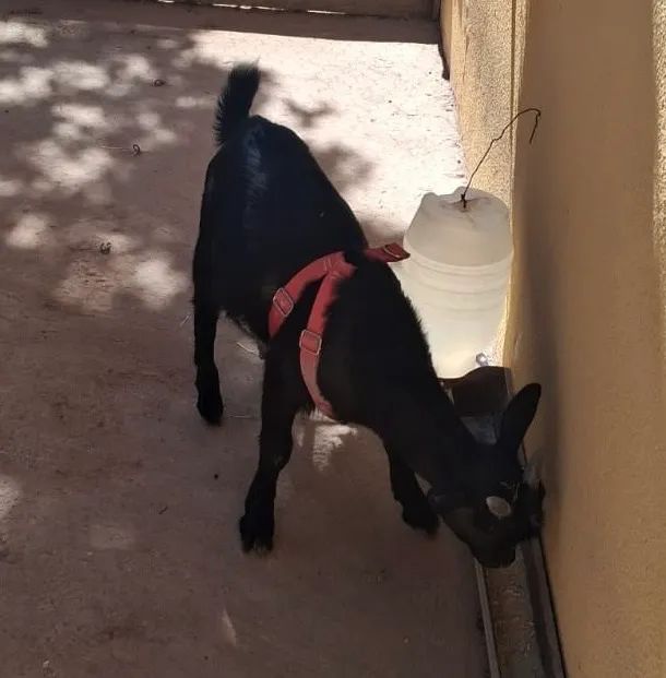 Mini cabrito - super dócil e sociável  - Foto 3