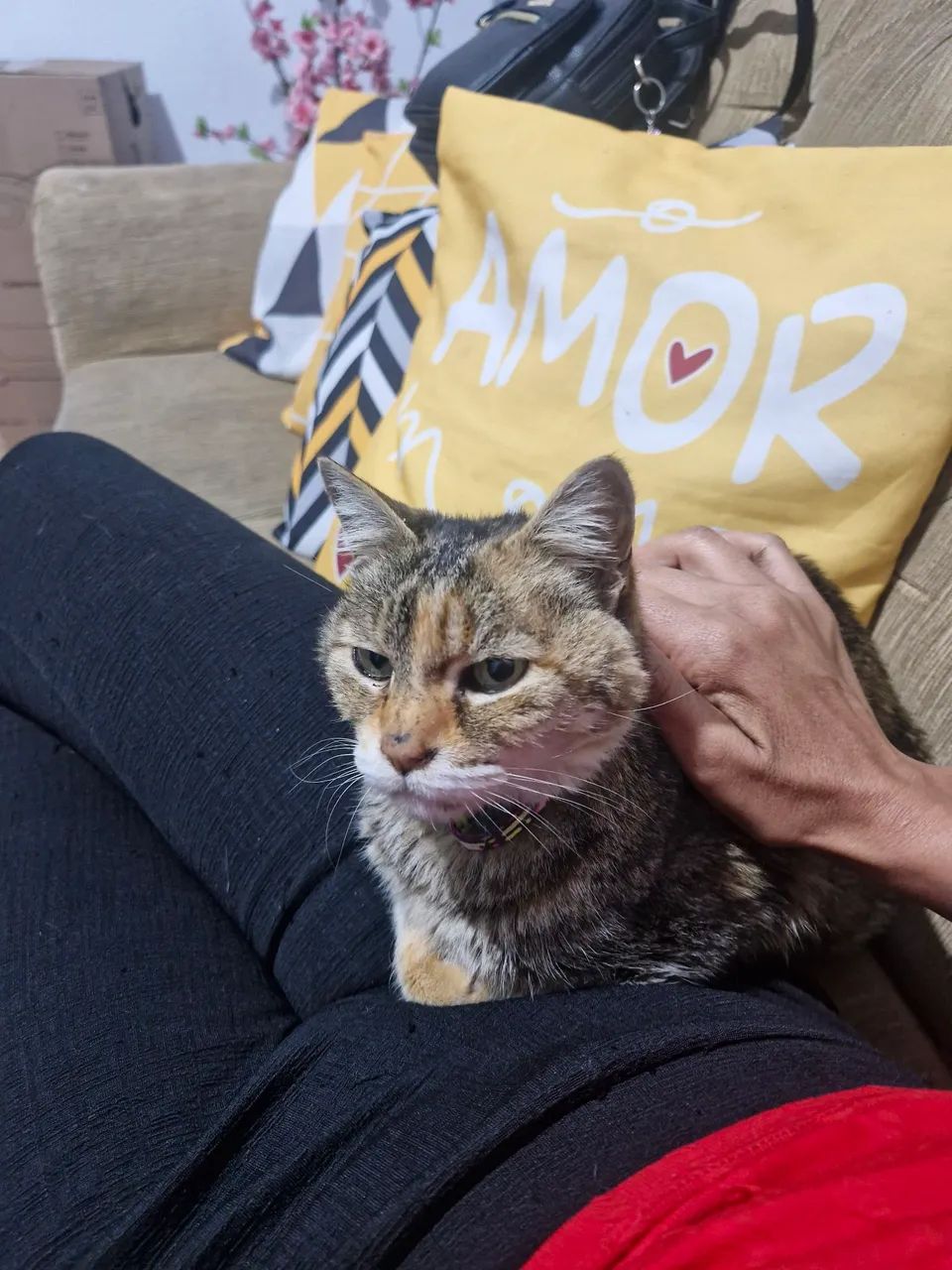 Linda Gatinha Para Doação Dócil e Super Carinhosa