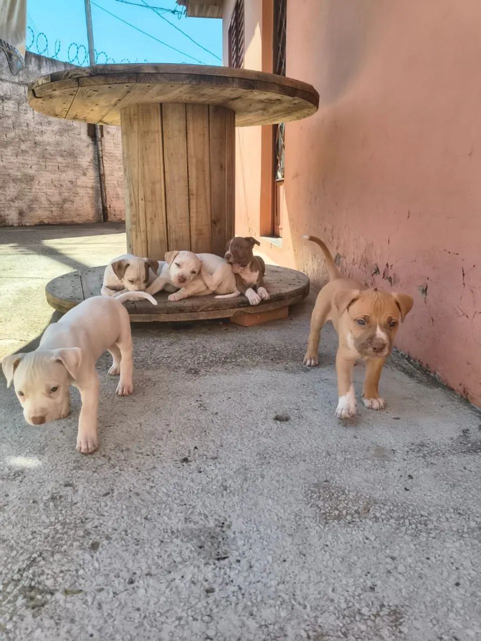 Pitbull  - Foto 4
