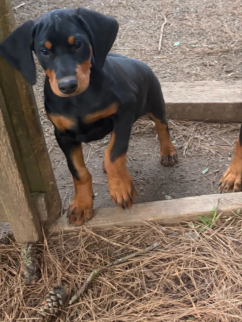 Filhote femea dobermann R$1.500,00 - Foto 2