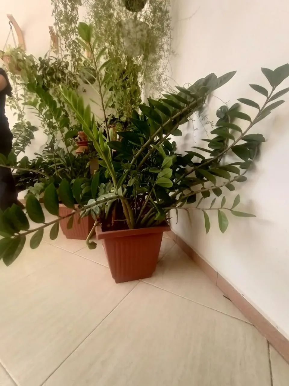 Planta Zamiocuca  - Foto 3