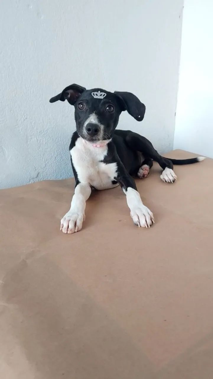 Cães para adoção  - Foto 5