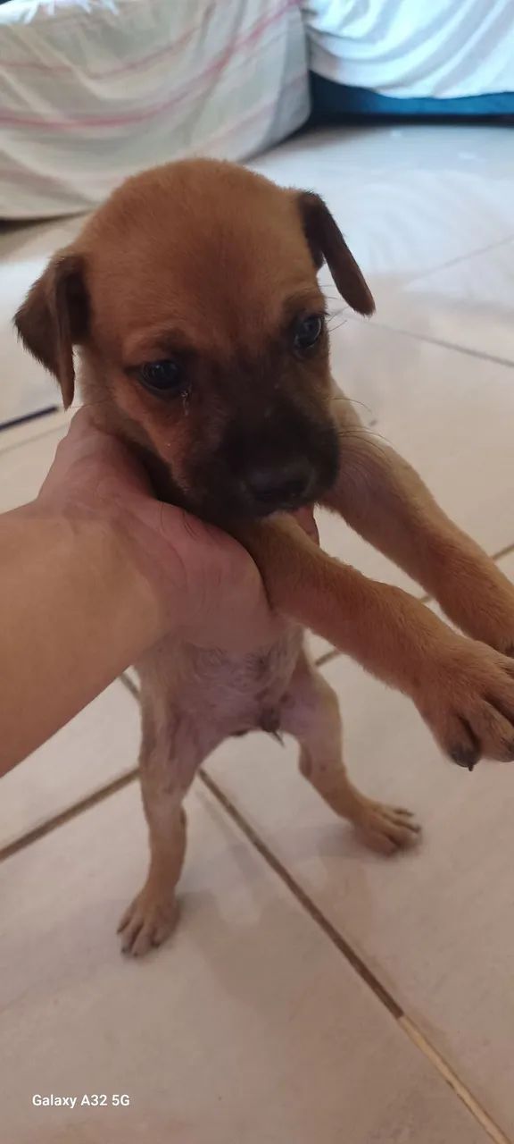 DOAÇÃO DE CACHORRO - Foto 5