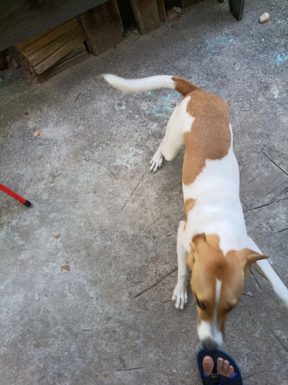 Cachorro  - Foto 2