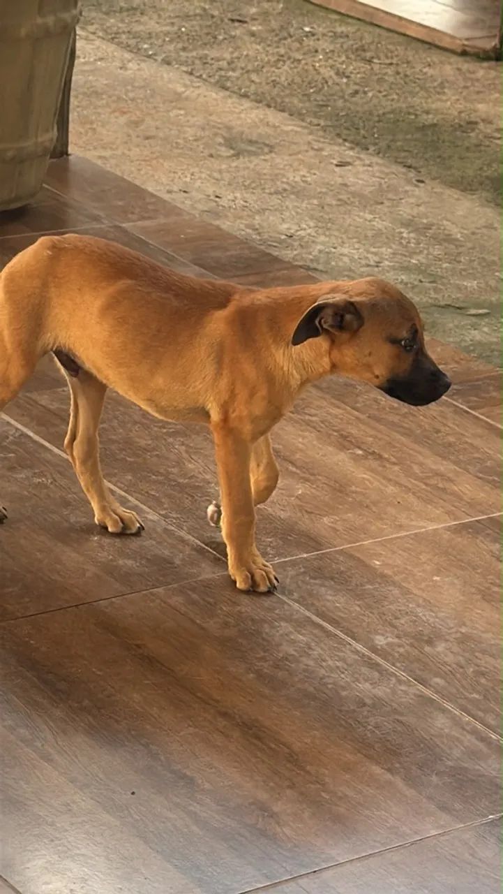 Doação filhote de boxer  - Foto 4