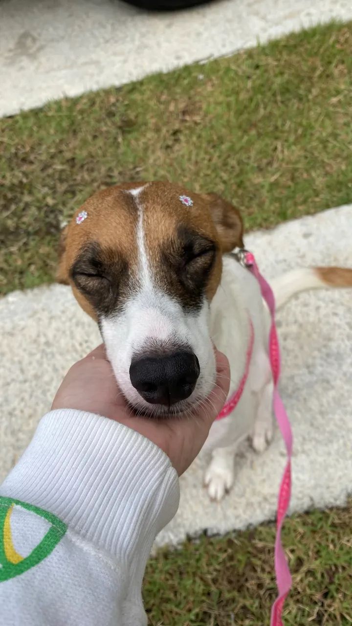 adoção responsável  - Foto 3