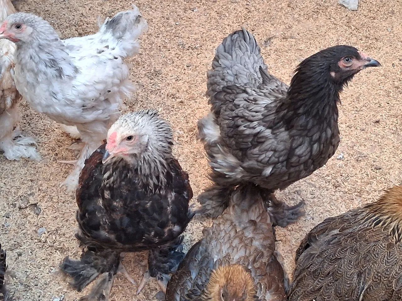 Galinhas brahma frangas e frangos - Foto 2