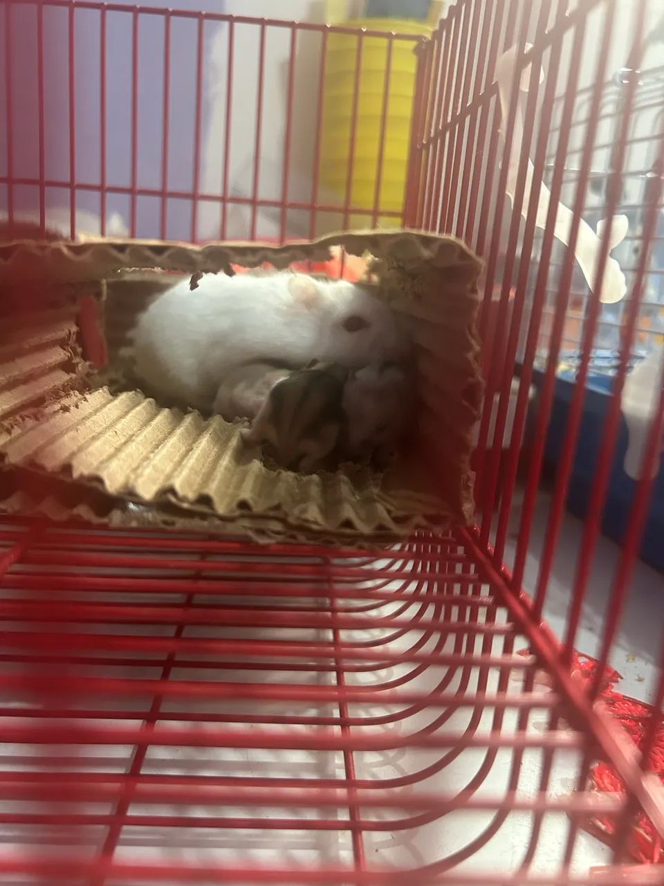 Hamster