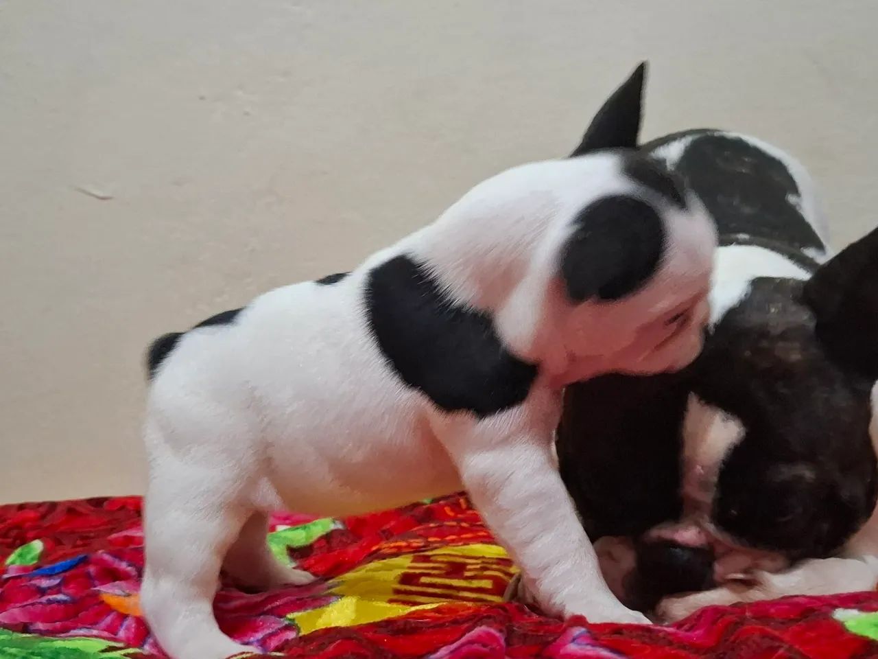Buldogue Francês  - Foto 3