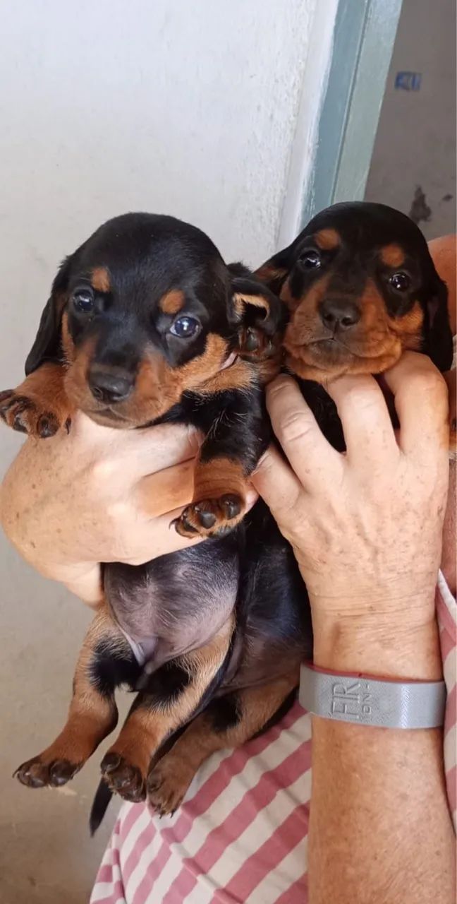 Teckel Daschund 