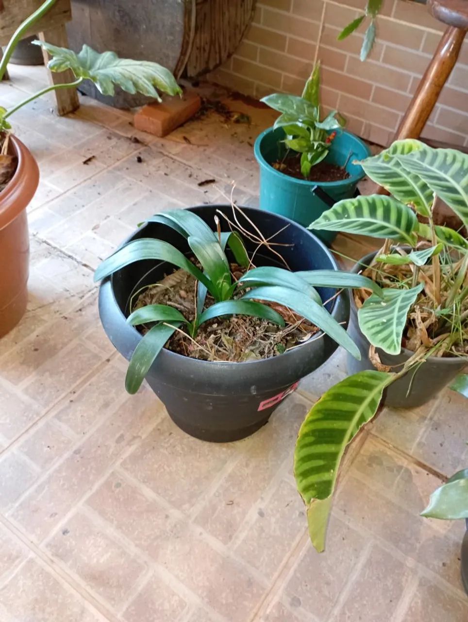 Sementes e plantas  - Foto 2