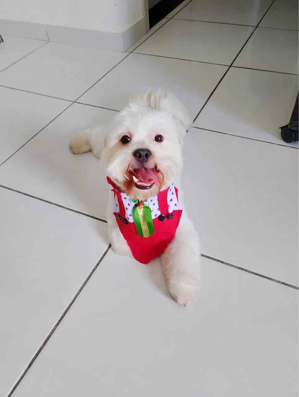 Filhote de lhasa apso - Foto 4