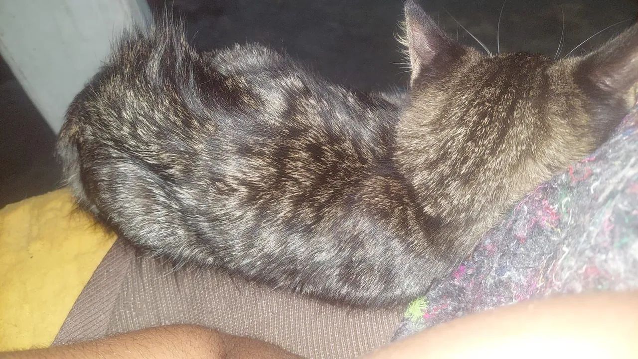 Doação de Gatinha - Foto 3