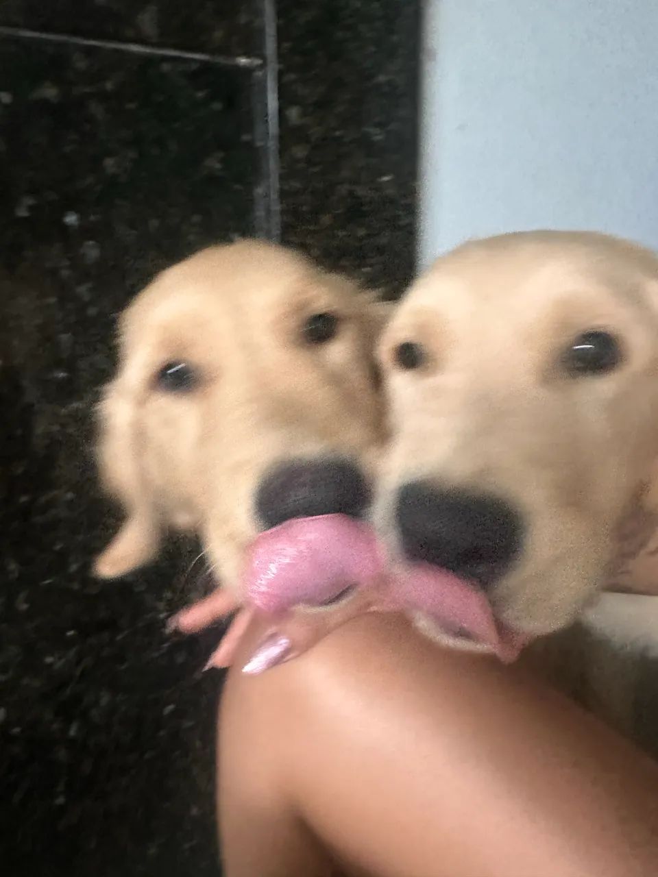 Golden retriever 