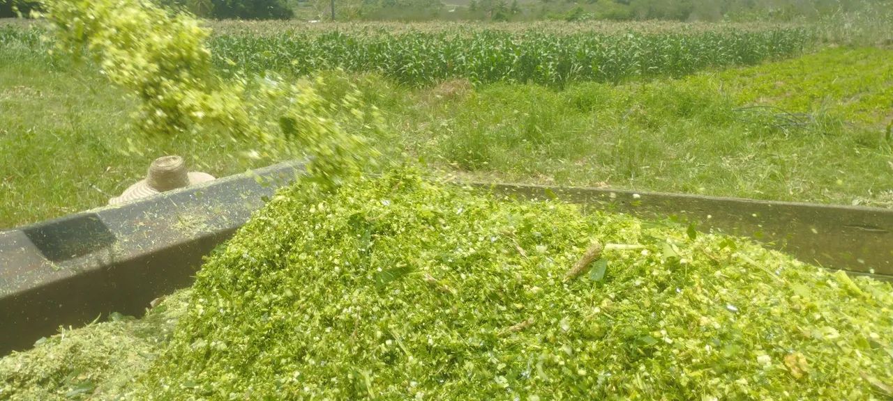 Silagem Milho  - Foto 2