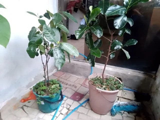 Frutiferas - Mudas de ótima procedência - R$ 15,00 cada IMPERDÍVEL. - Foto 6