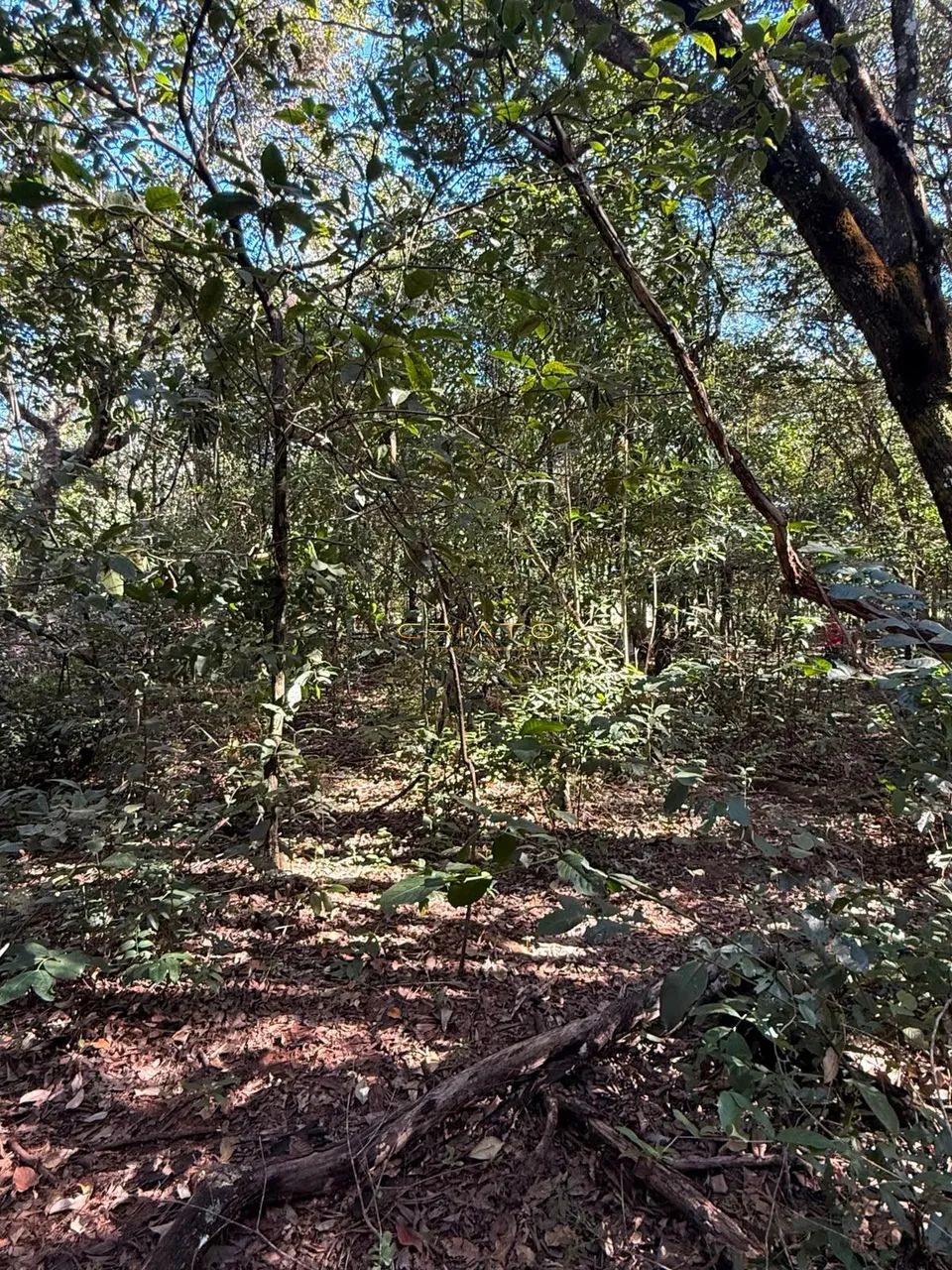 LOTE DE 1200m2 COM MATA NATIVA EM PIRENOPOLIS - Foto 3