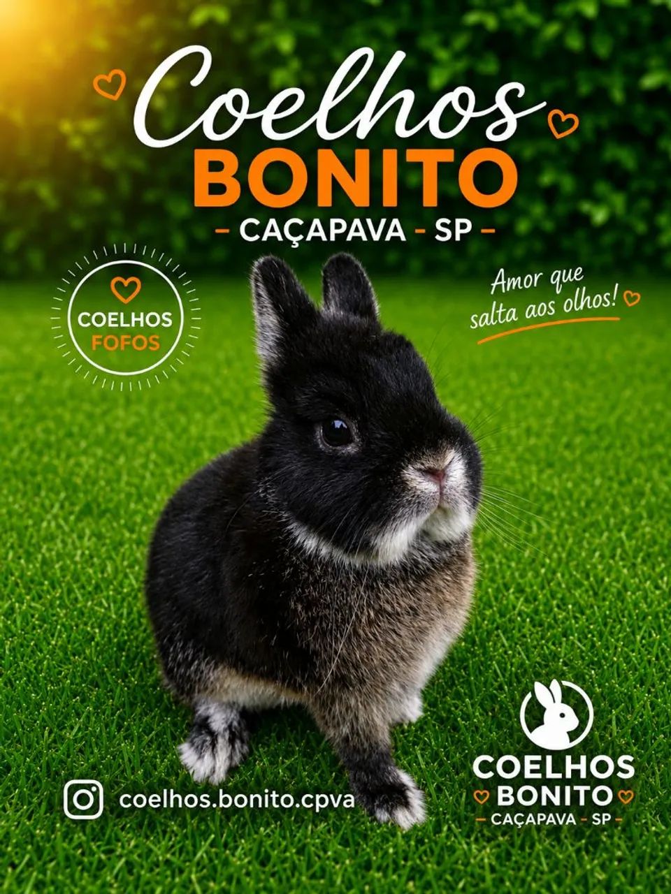 Coelho anão importado Raça netherland dwarf  - Foto 4