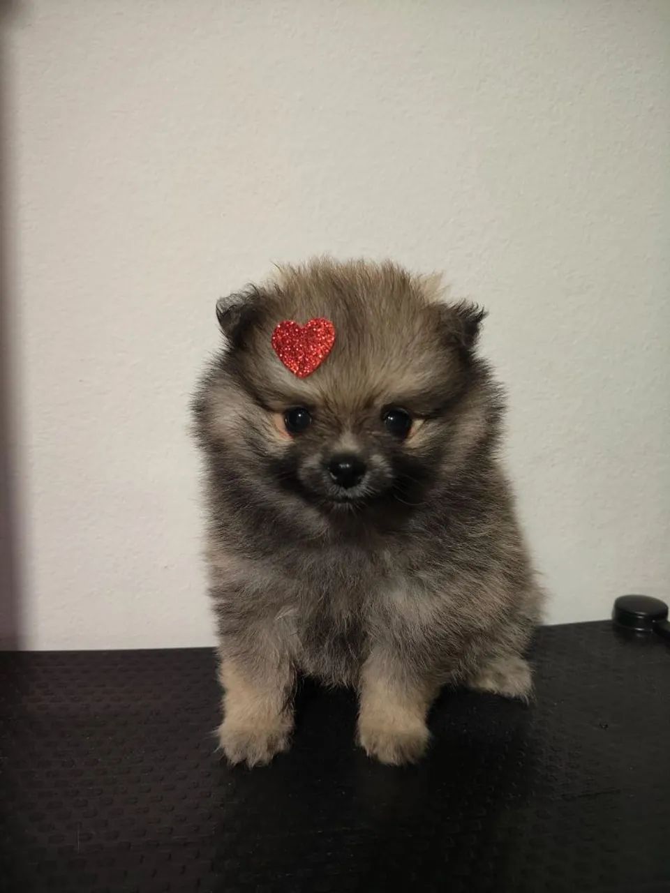 Vendo lulu da pomerania micro ? - Foto 3