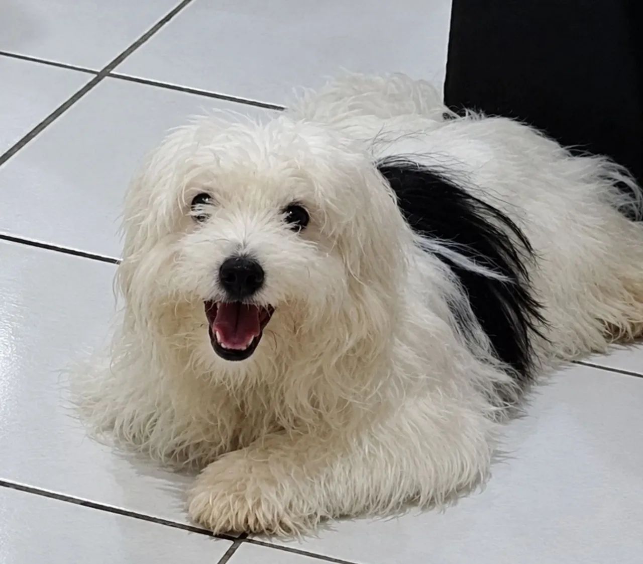 Filhote cachorro  - Foto 5