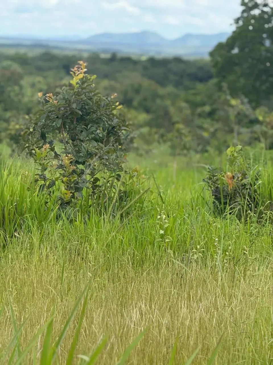 Fazenda a venda, em Dianópolis - Tocantins!!! - Foto 4