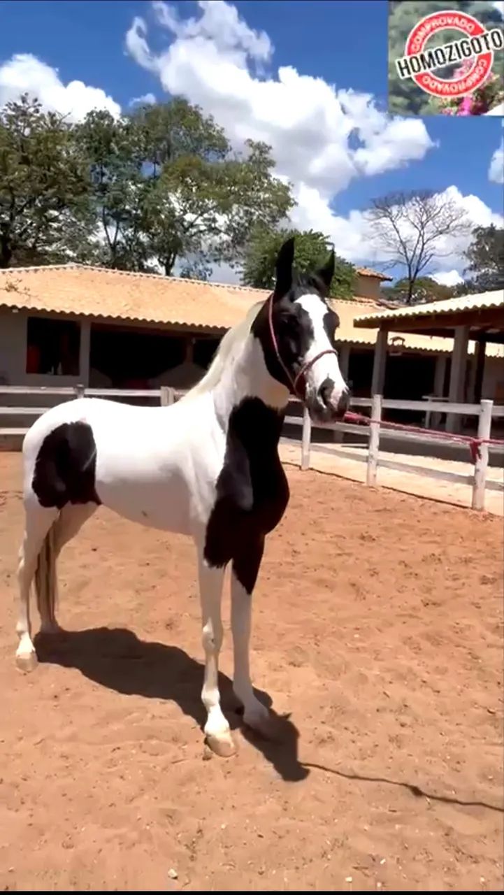 Cavalo pampa de preto Homozigoto - Foto 4