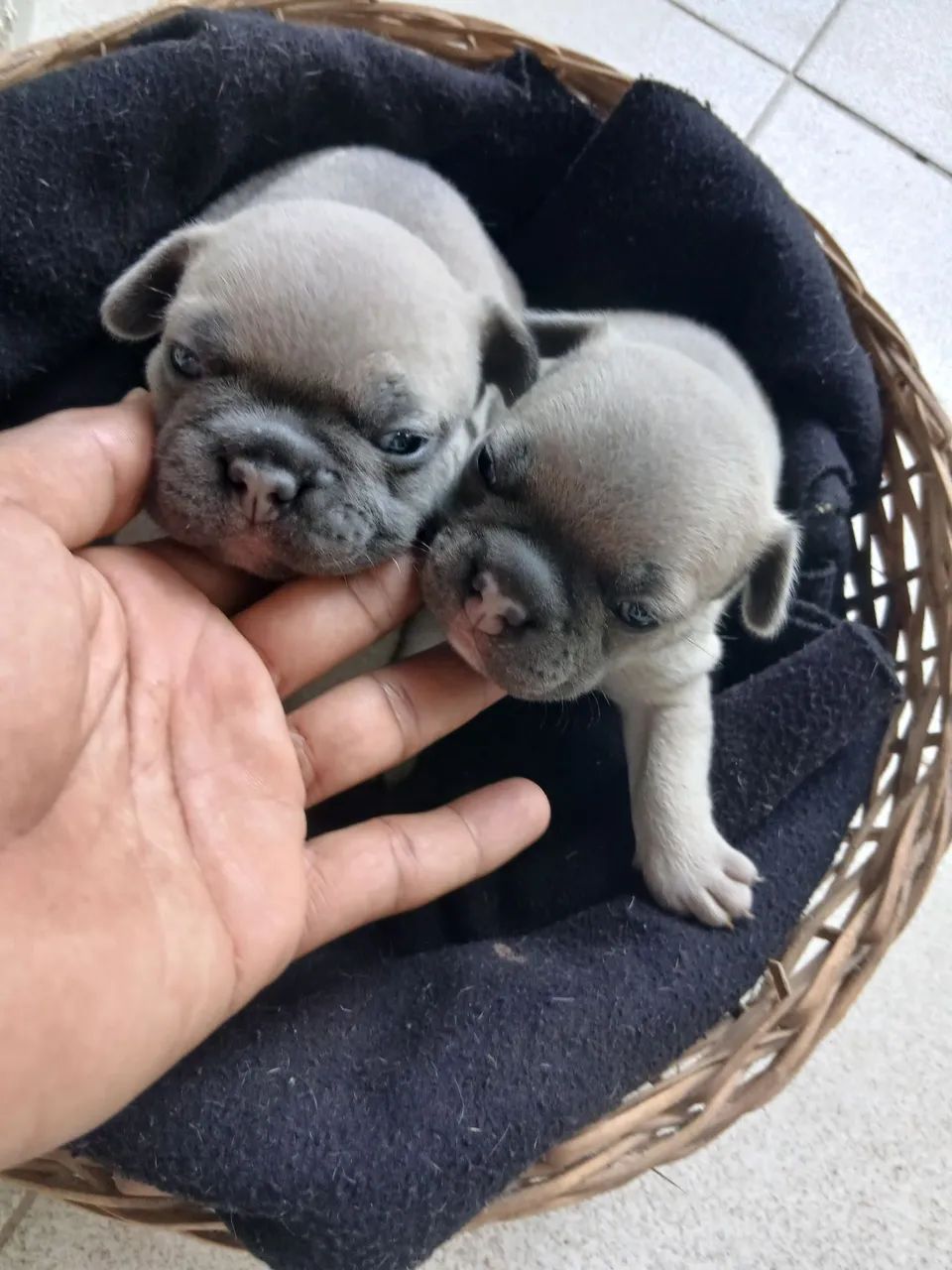 Buldogue Francês  - Foto 3