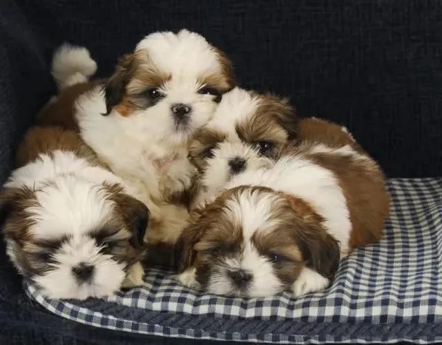 Doação de Shih Tzu - Foto 4