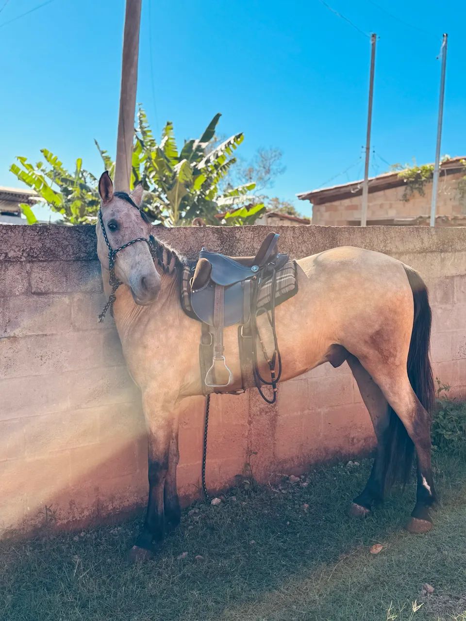 Cavalo castrado  - Foto 4